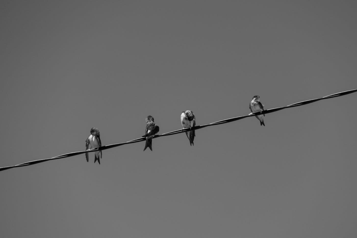 Peregrine falcons sitting on a power line