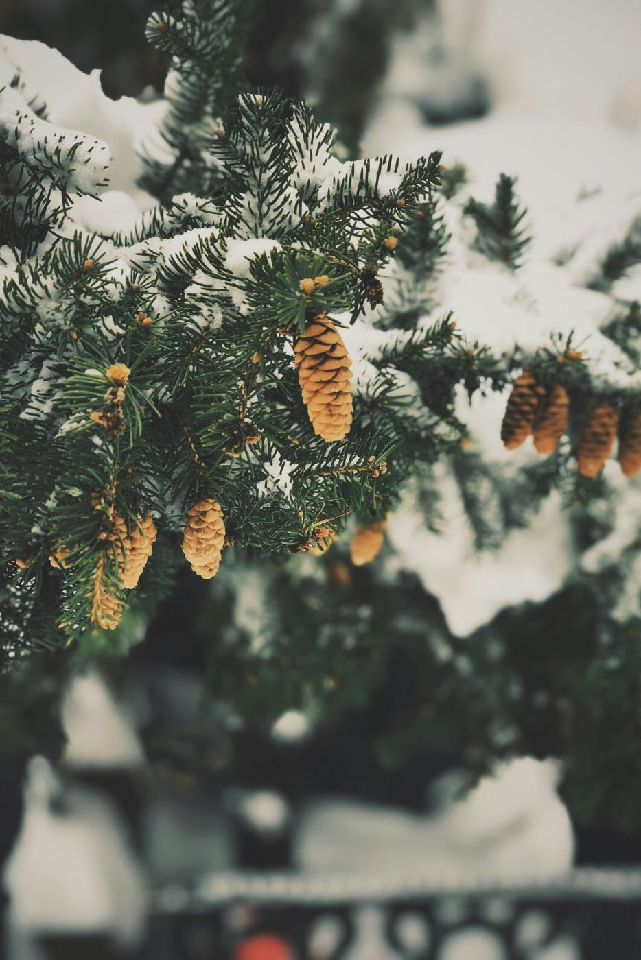 Pine cones, hanging on a snow covered branch
