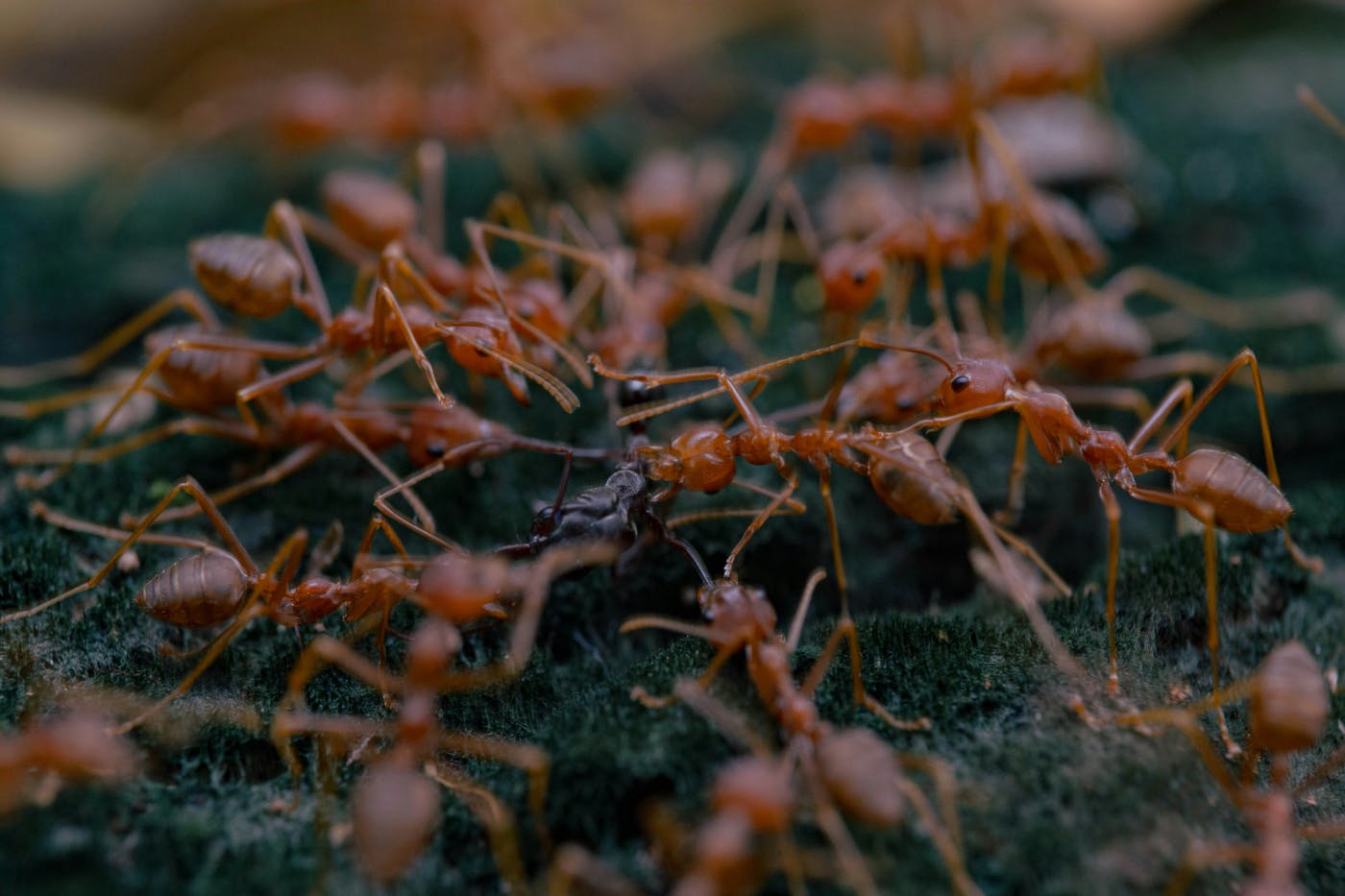A bunch of fire ants tearing apart a beetle