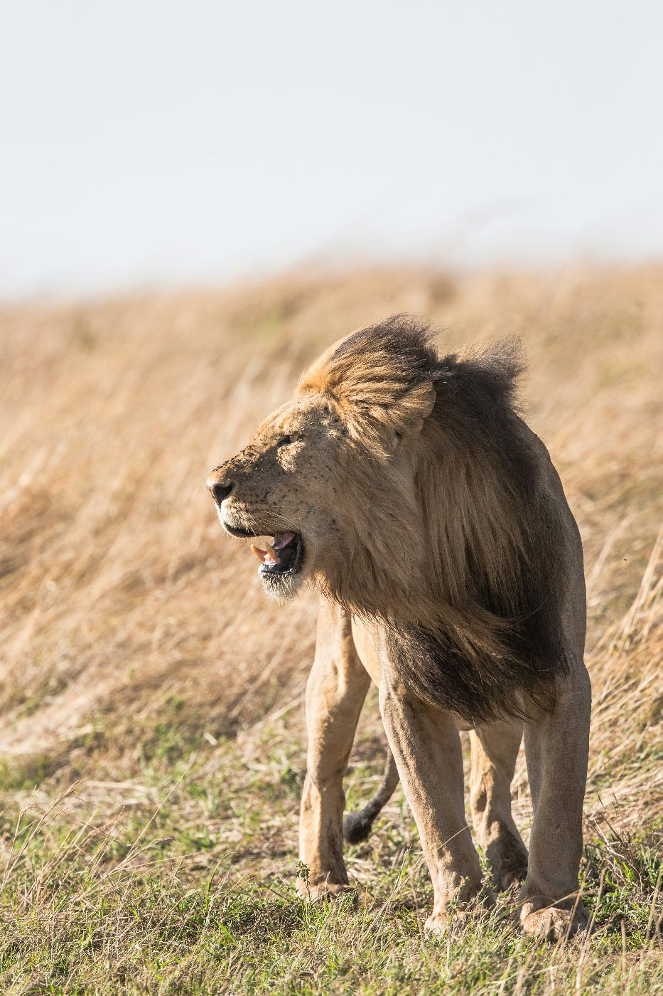 A male lion on a windy savannah