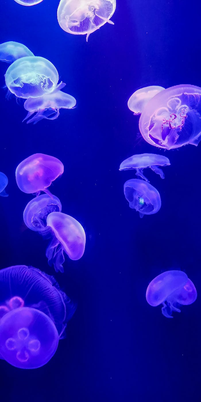 Jelly fish floating in deep water