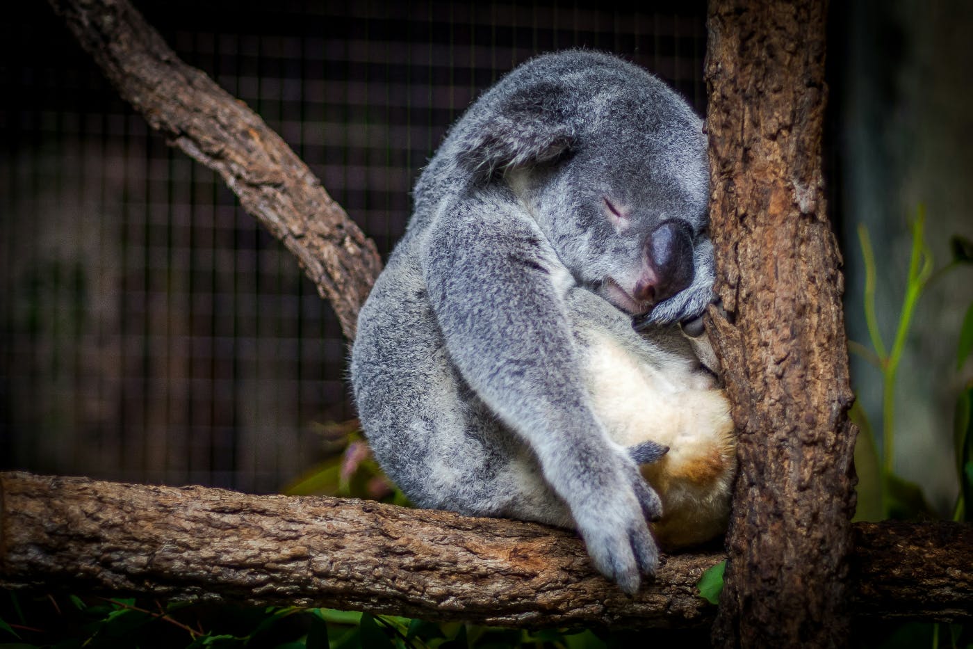 A Koala sleeping in a tree