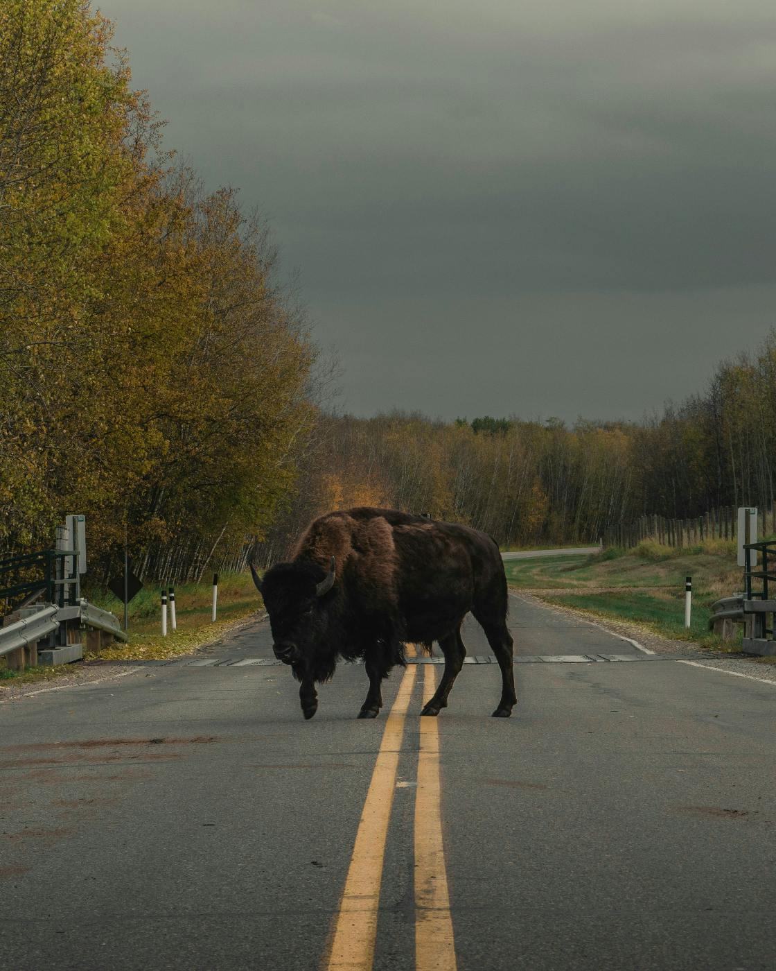 A large Buffalo standing in the middle of a road