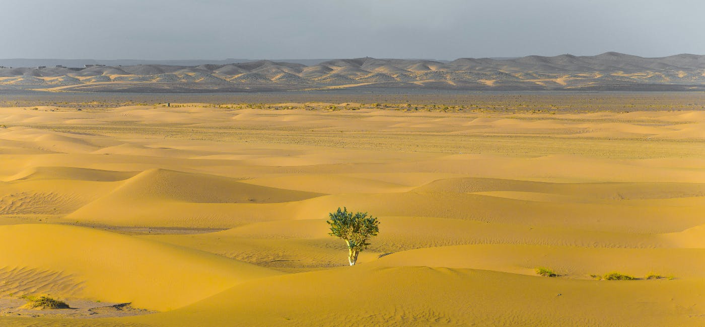 A small tree growing the vast expanse of a yellow sand desert