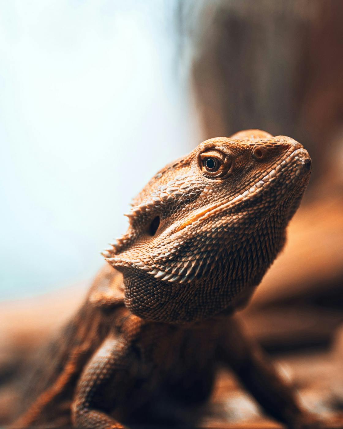 A bearded dragon lizard