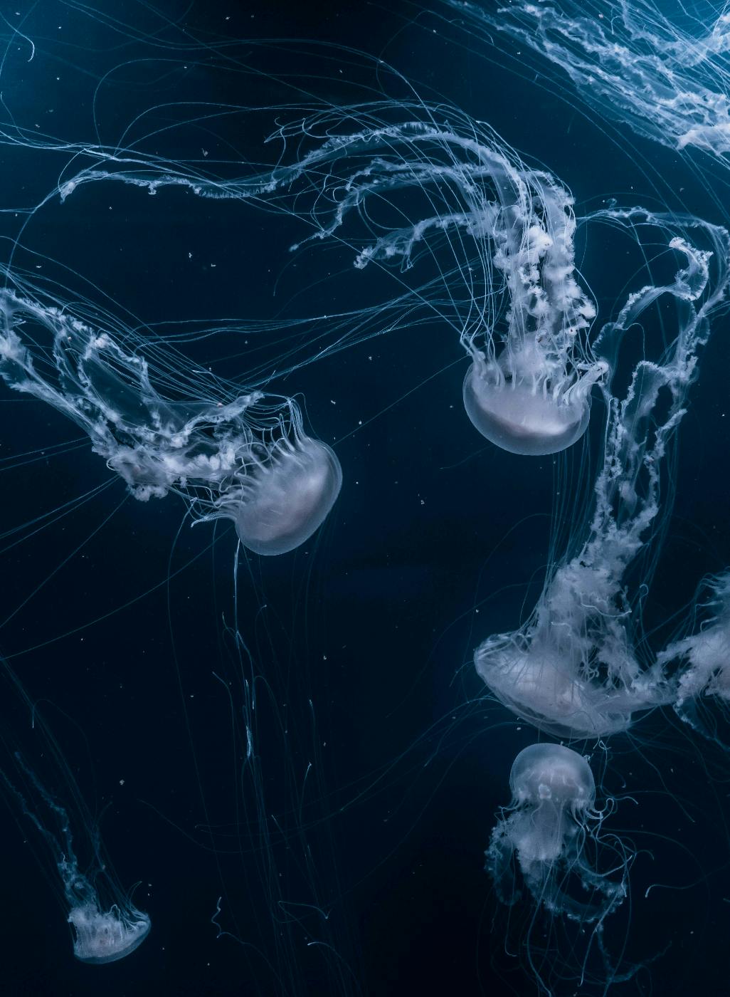 Box Jellyfish floating in the deep