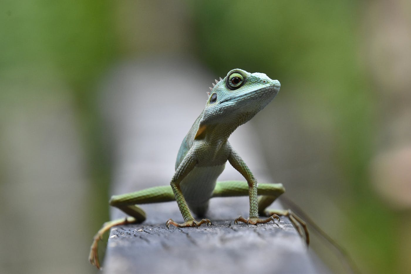 a green lizard changing color on a gray wood railing