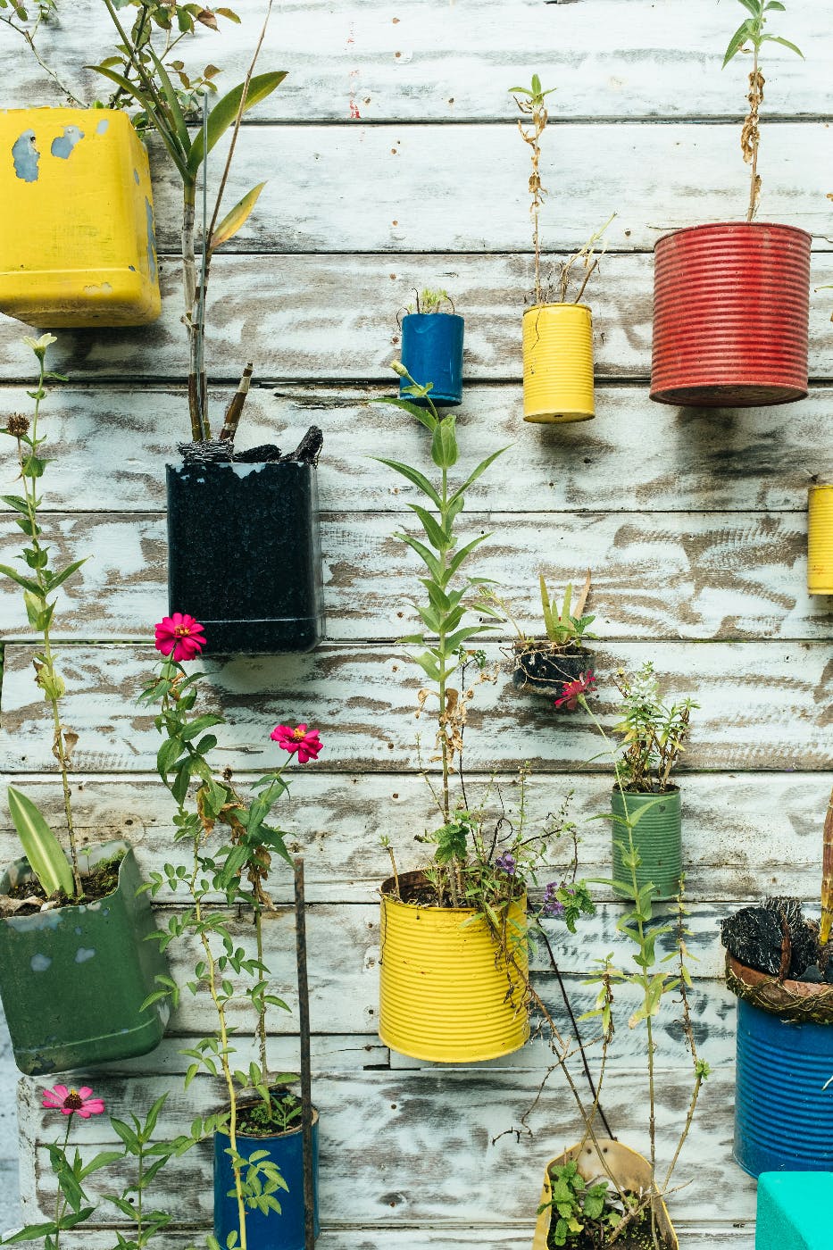 A white slat wall with many improvise planters, like colored coffee cans, on it