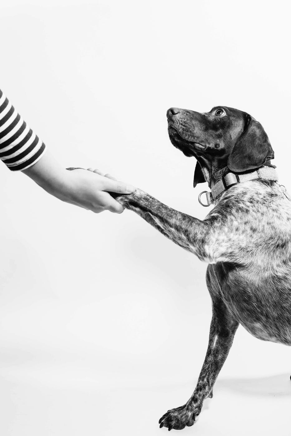 A black and white image of a dog giving his paw to a human hand