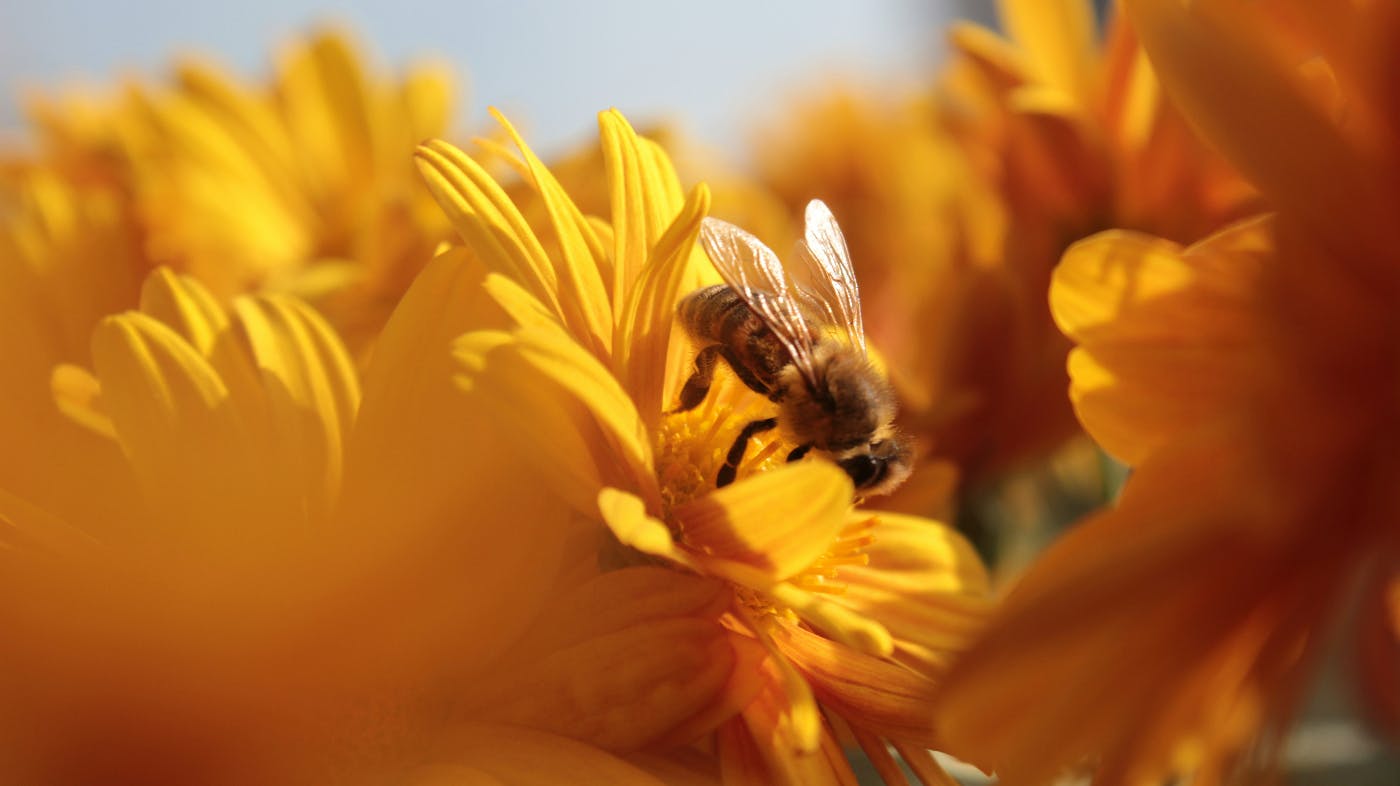 A bee on a yellow flower in the midst of many yellow flowers