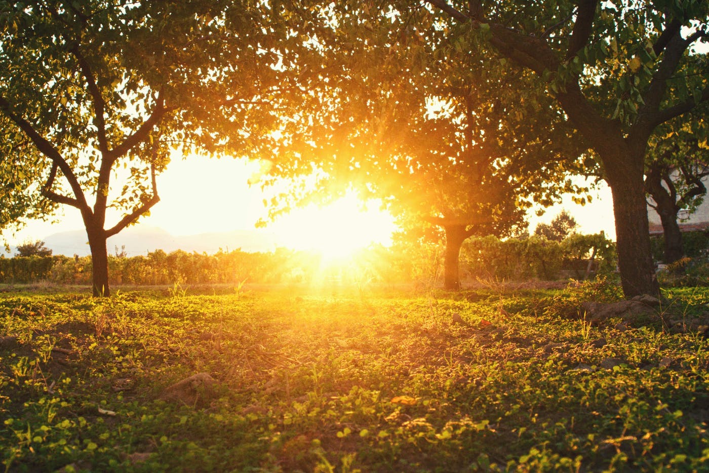 Sunrise through a copse of trees