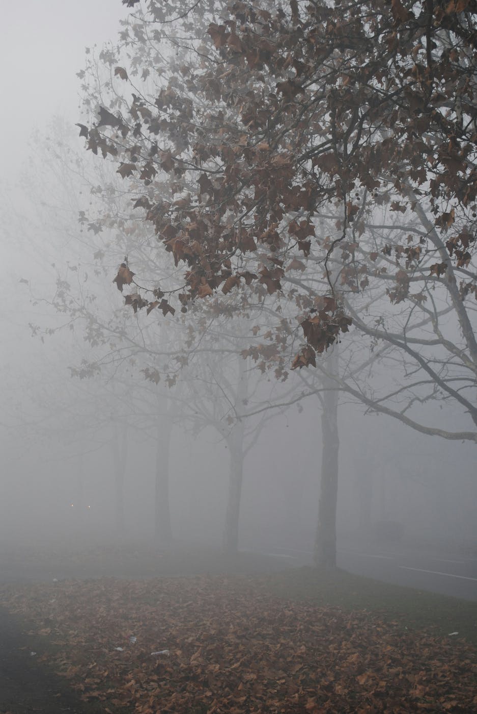 Trees in fog