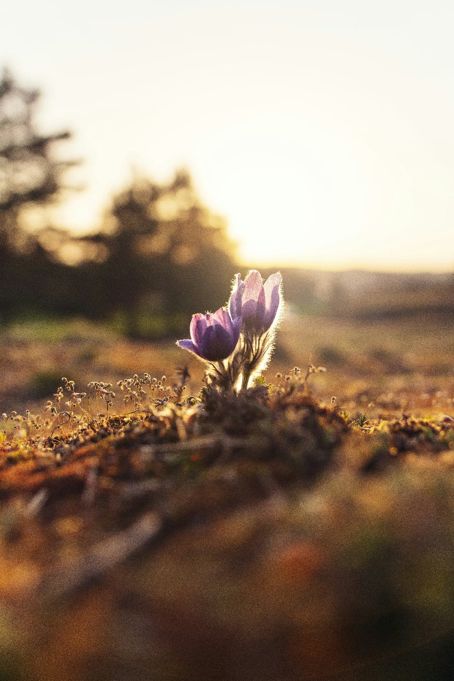 Two small purple tulips poking above the dirt