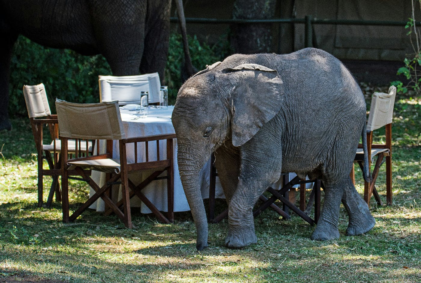 An outside dinning table and a baby elephant walking by it