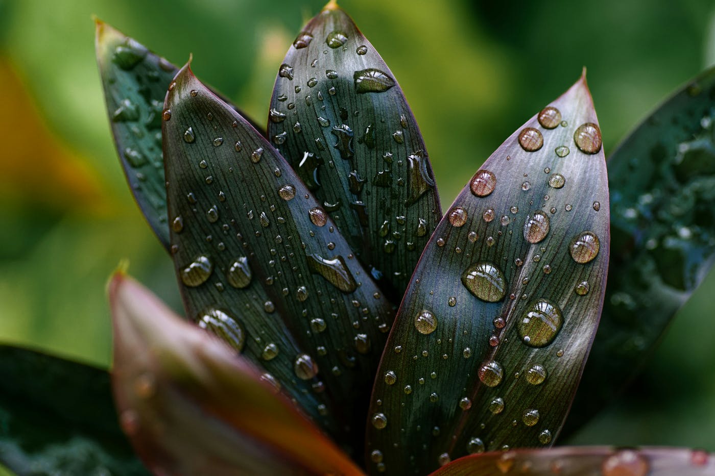 A plant with water droplets on it