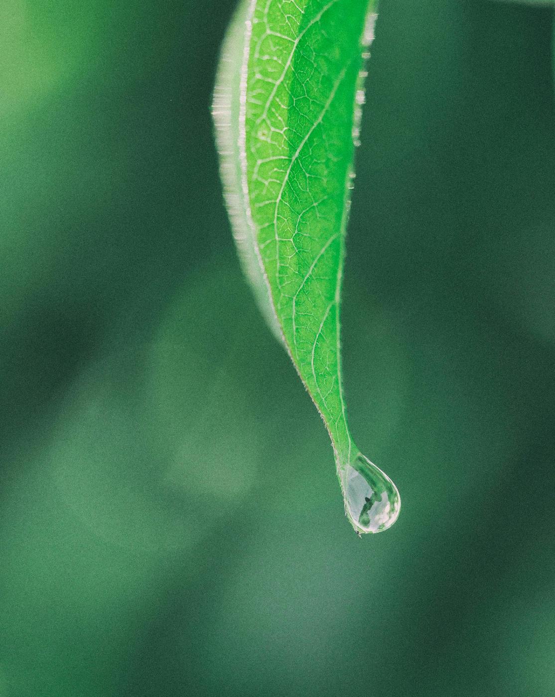 A drop of water hanging on to the bottom edge of a leaf