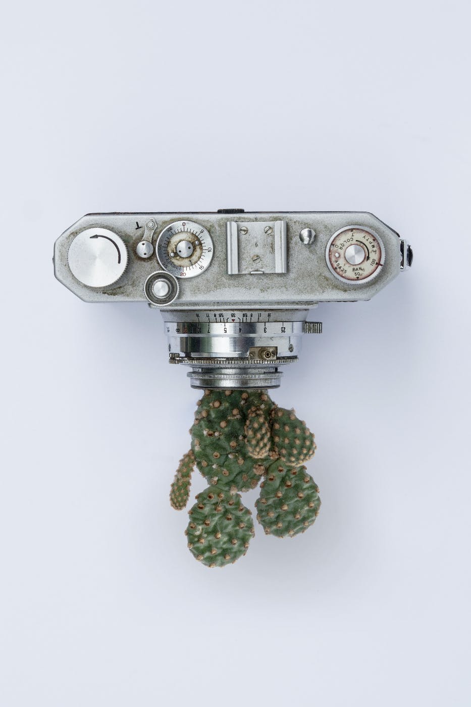 A cactus growing out of the lens of an old silver camera