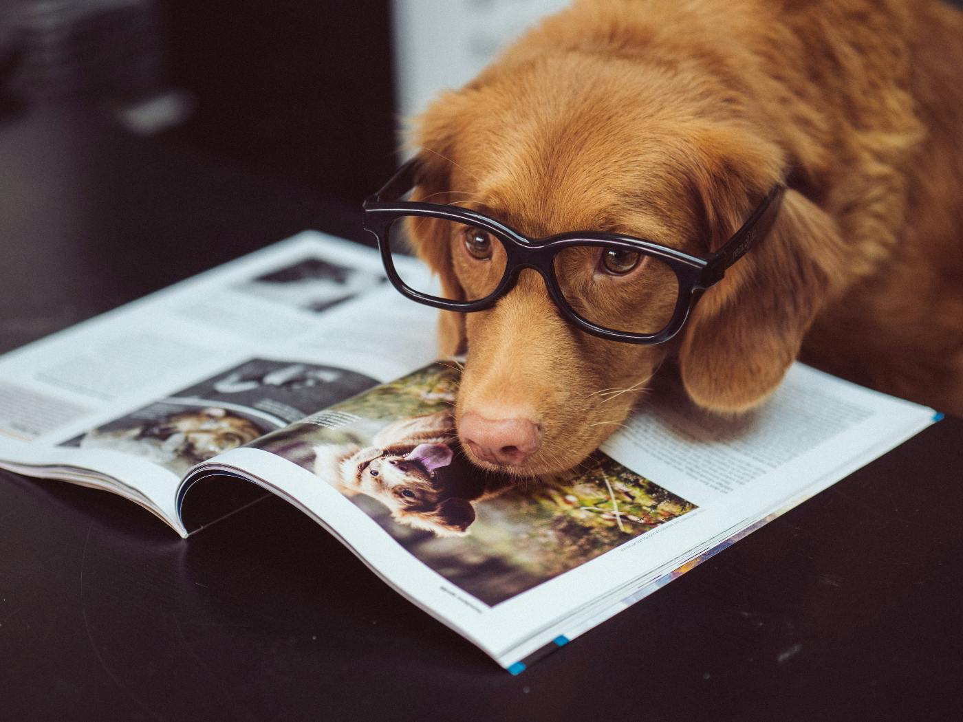 A Golden Retriever wearing dark rimmed glasses with its head on an open magazine