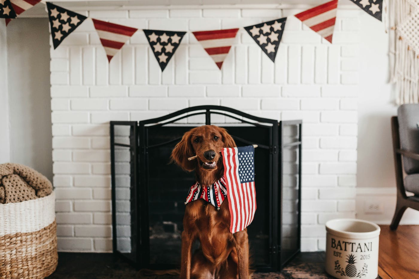 An Irish Setter holding an American flag in its mouth in a colonial room