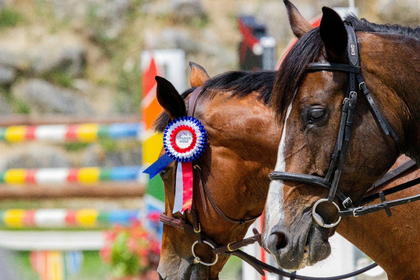 Two horses, one with a ribbon on its bridle