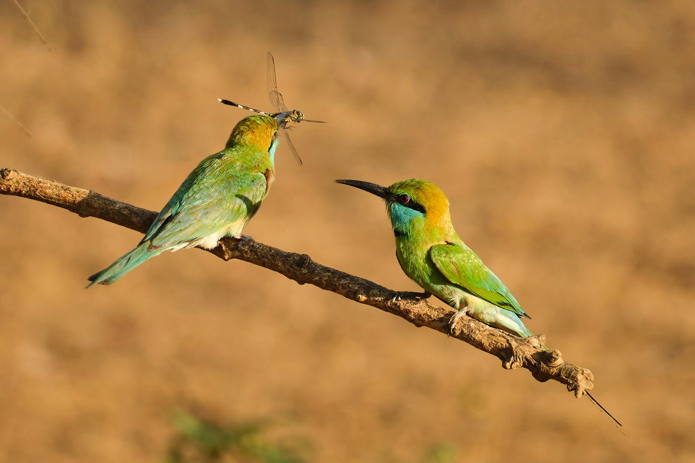 Two orange and green birds on a brand one with a dragonfly in its bill