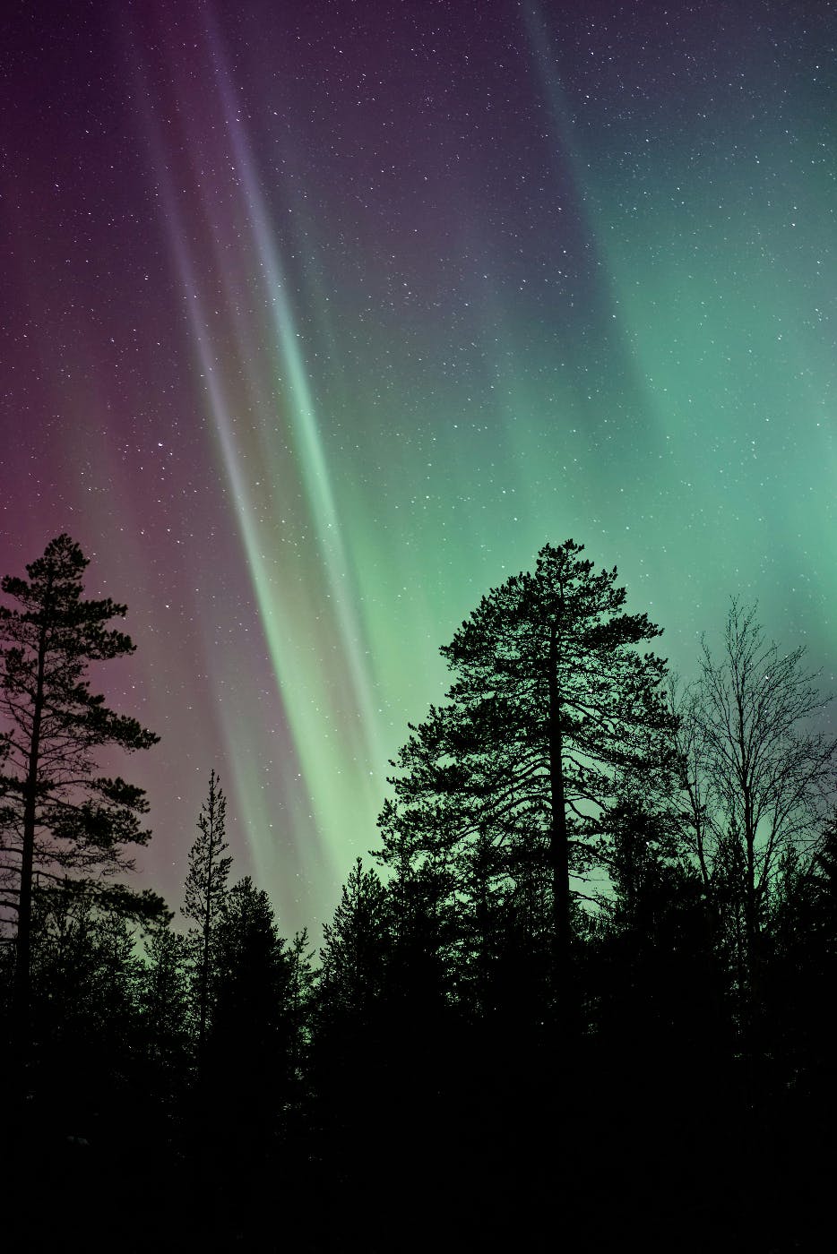 Tall trees silhouetted against the Aurora Borealis