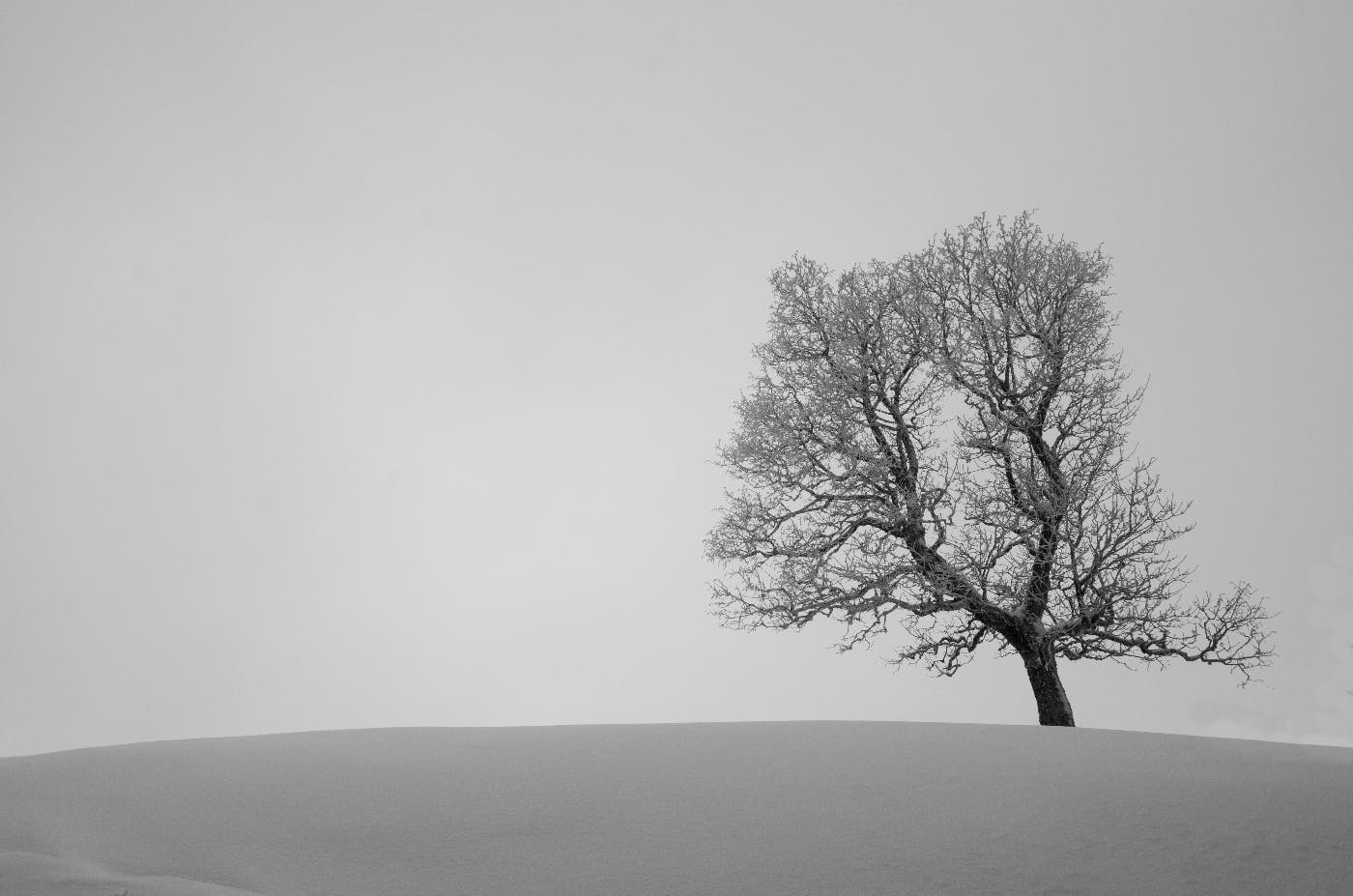 A single tree in a snow covered field