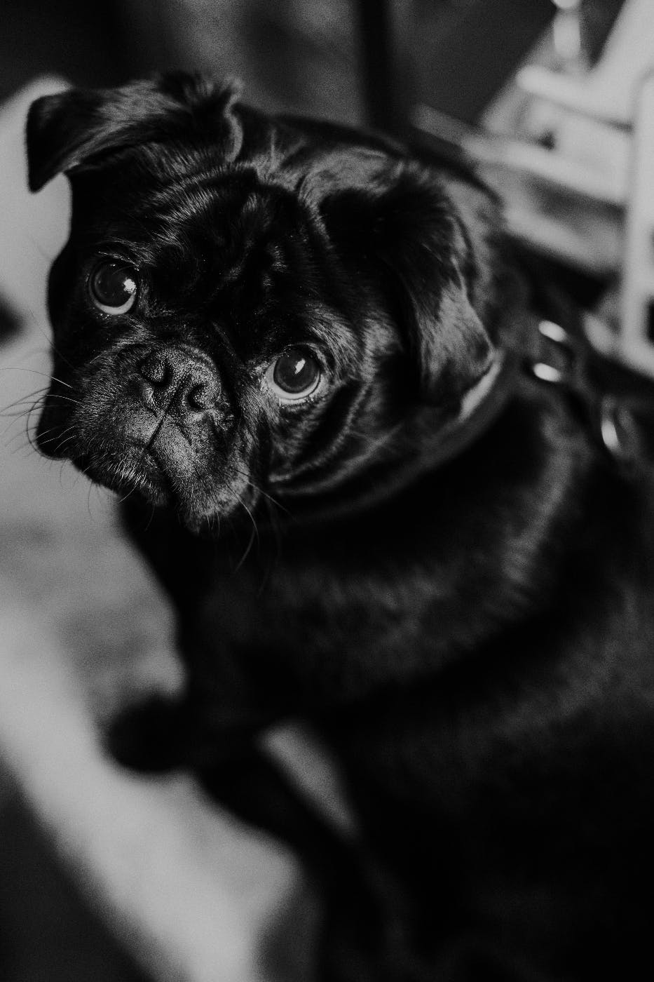 an all black pug with a sad face