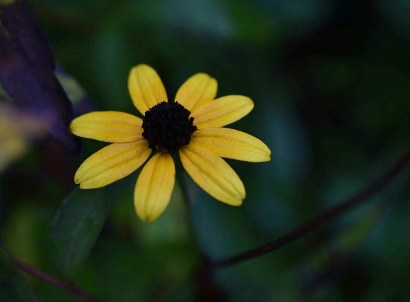 a yellow flower with a black center