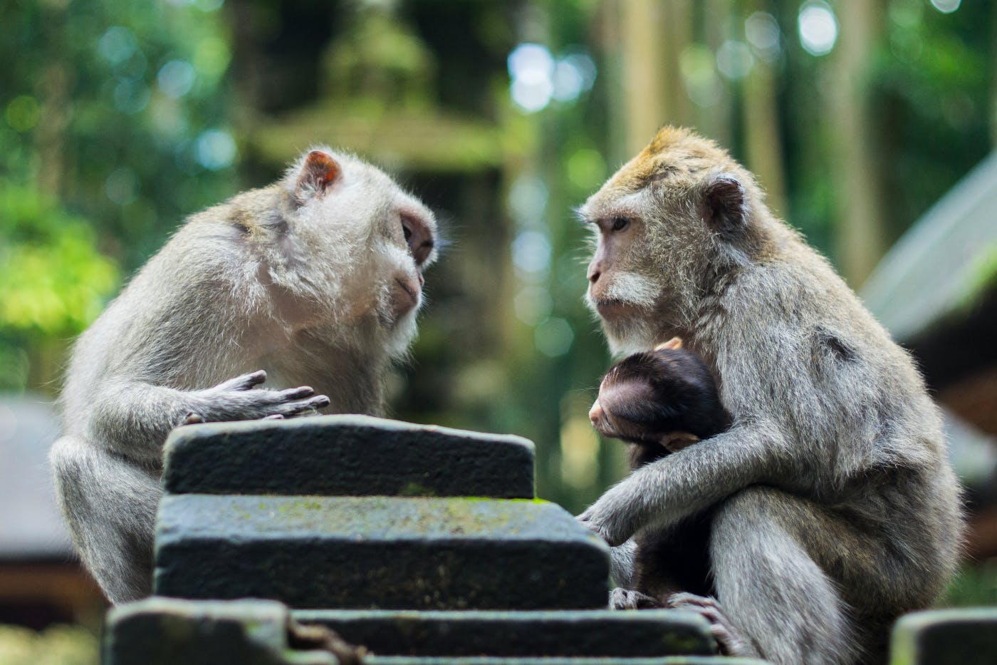 Two macaques, one with a baby, seemingly having a conversation