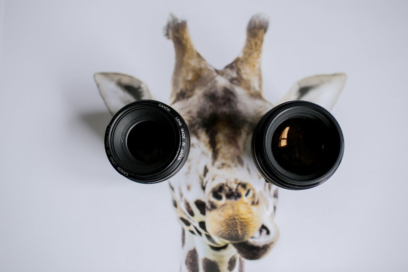 A picture of a giraffe's head with camera lenses over the eyes