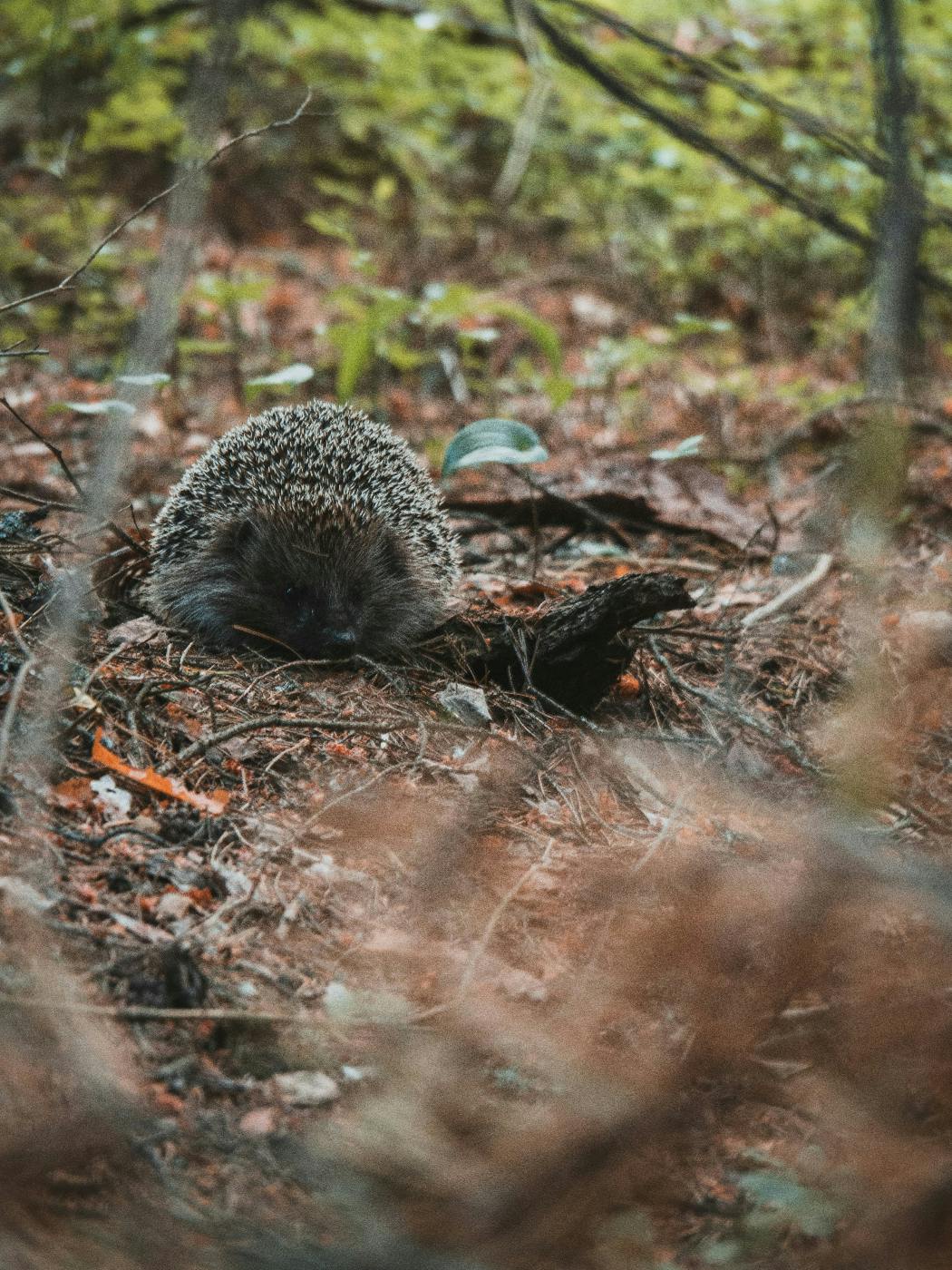 A hedgehog in the middle of a forest