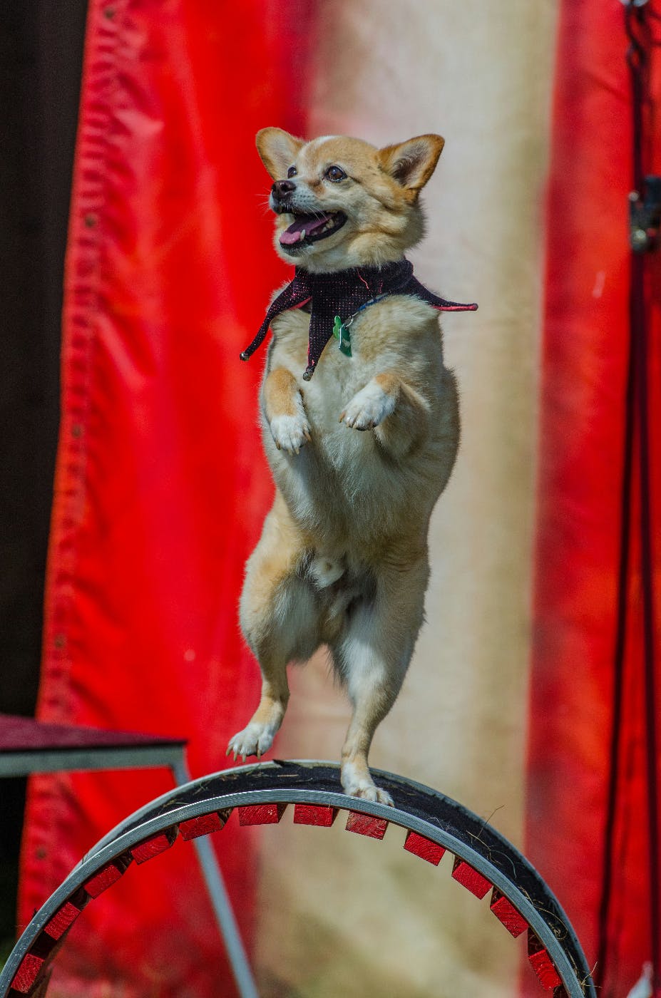 A dog wearing a jester's cowel on its hind legs balancing on a wheel