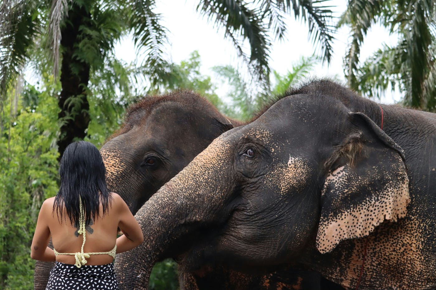 A woman caring for two elephants