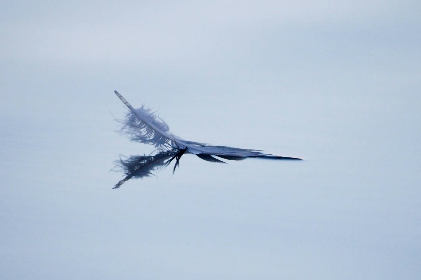 A feather sitting on still water being reflected