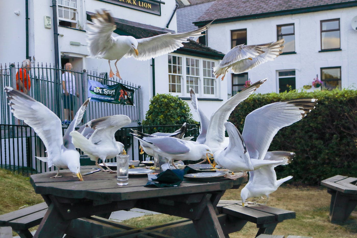 A flock of seagulls pillaging the remains of a meal at an outdoor cafe