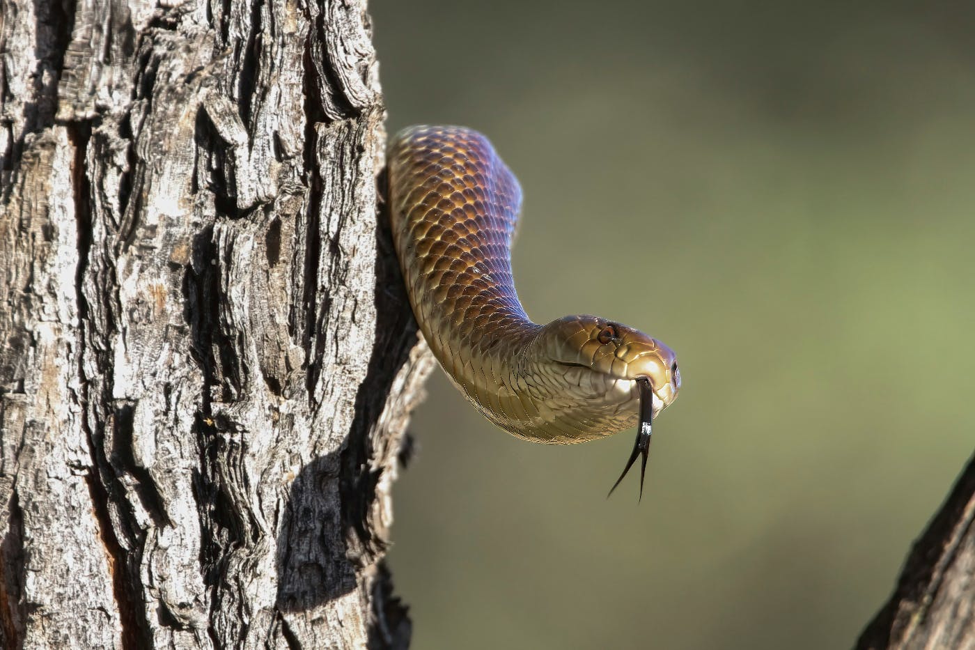 a brown snake in a tree