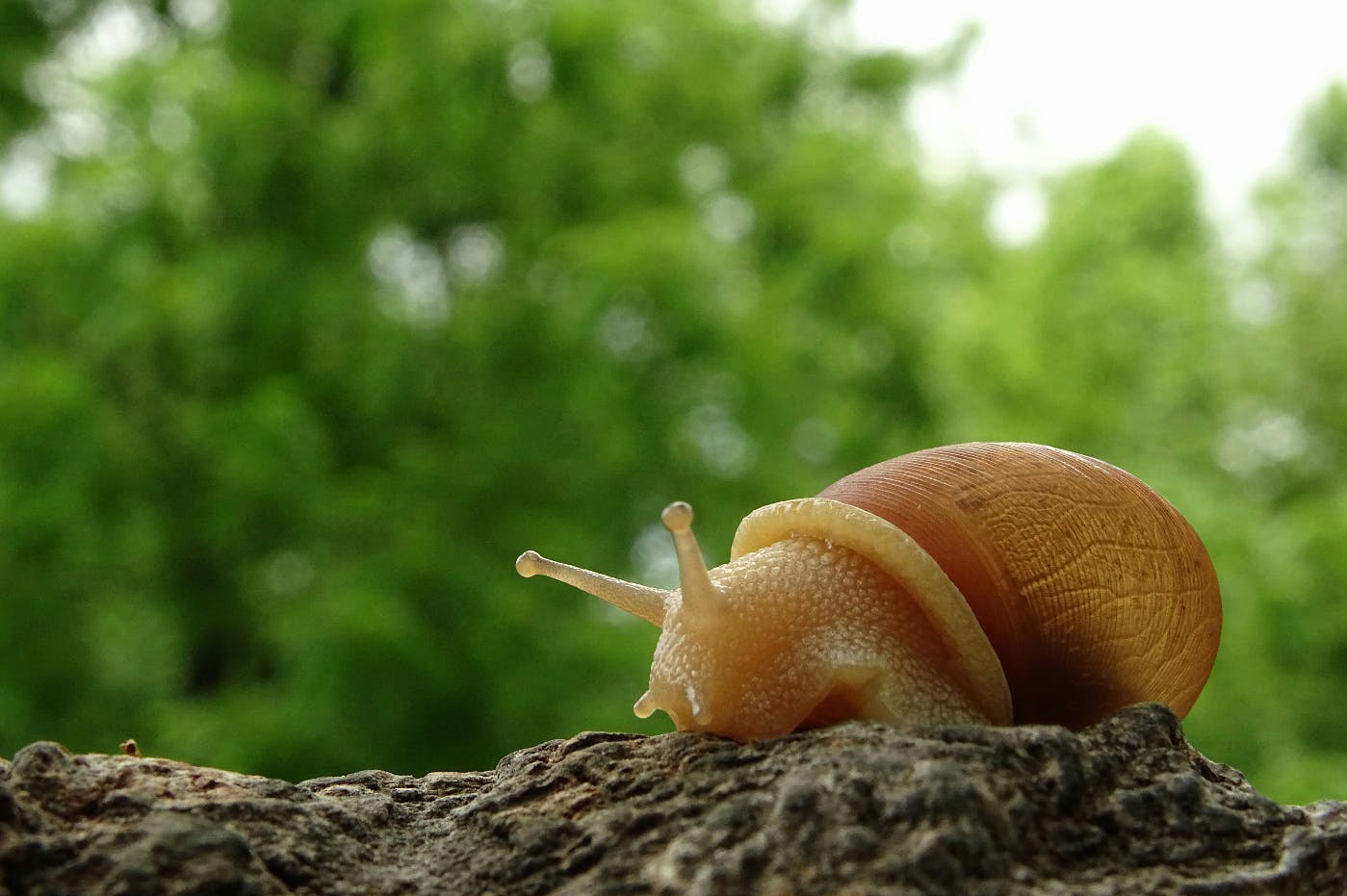 A snail creeping over a branch