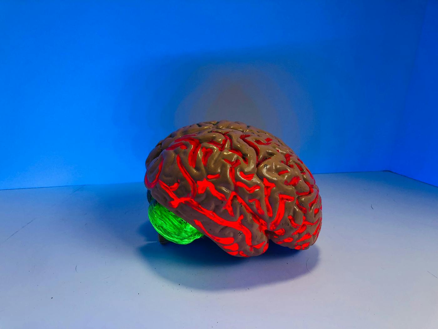 A model of a human brain painted red, green, and gray