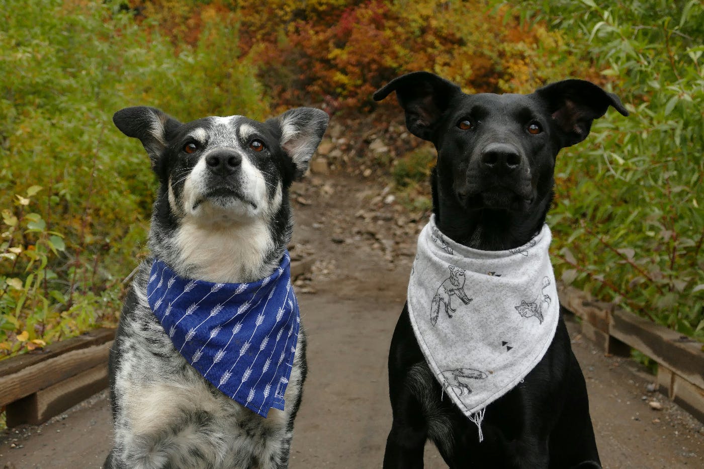 Two dogs one wearing a blue bandanna. the other a white, around their necks