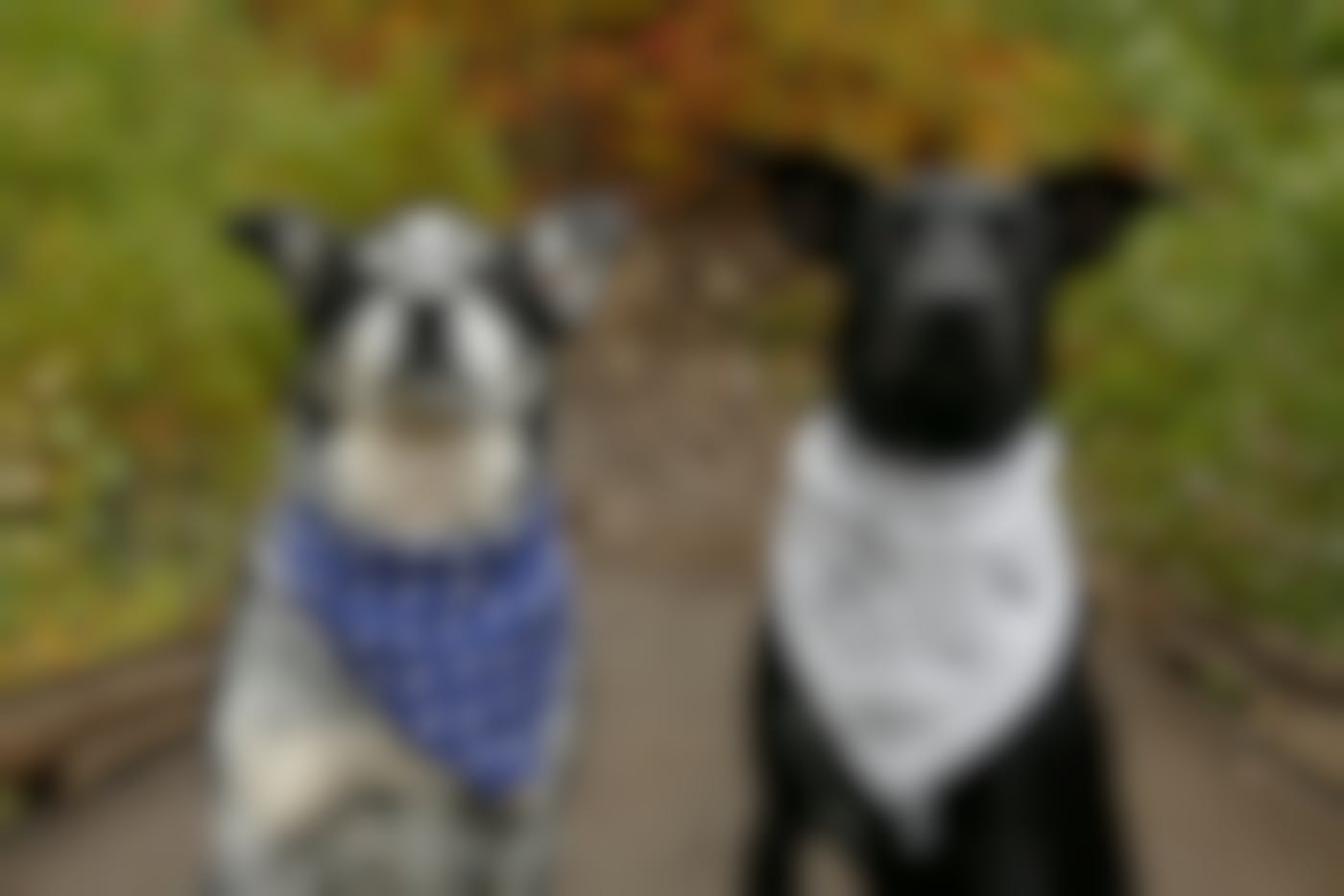 Two dogs one wearing a blue bandanna. the other a white, around their necks