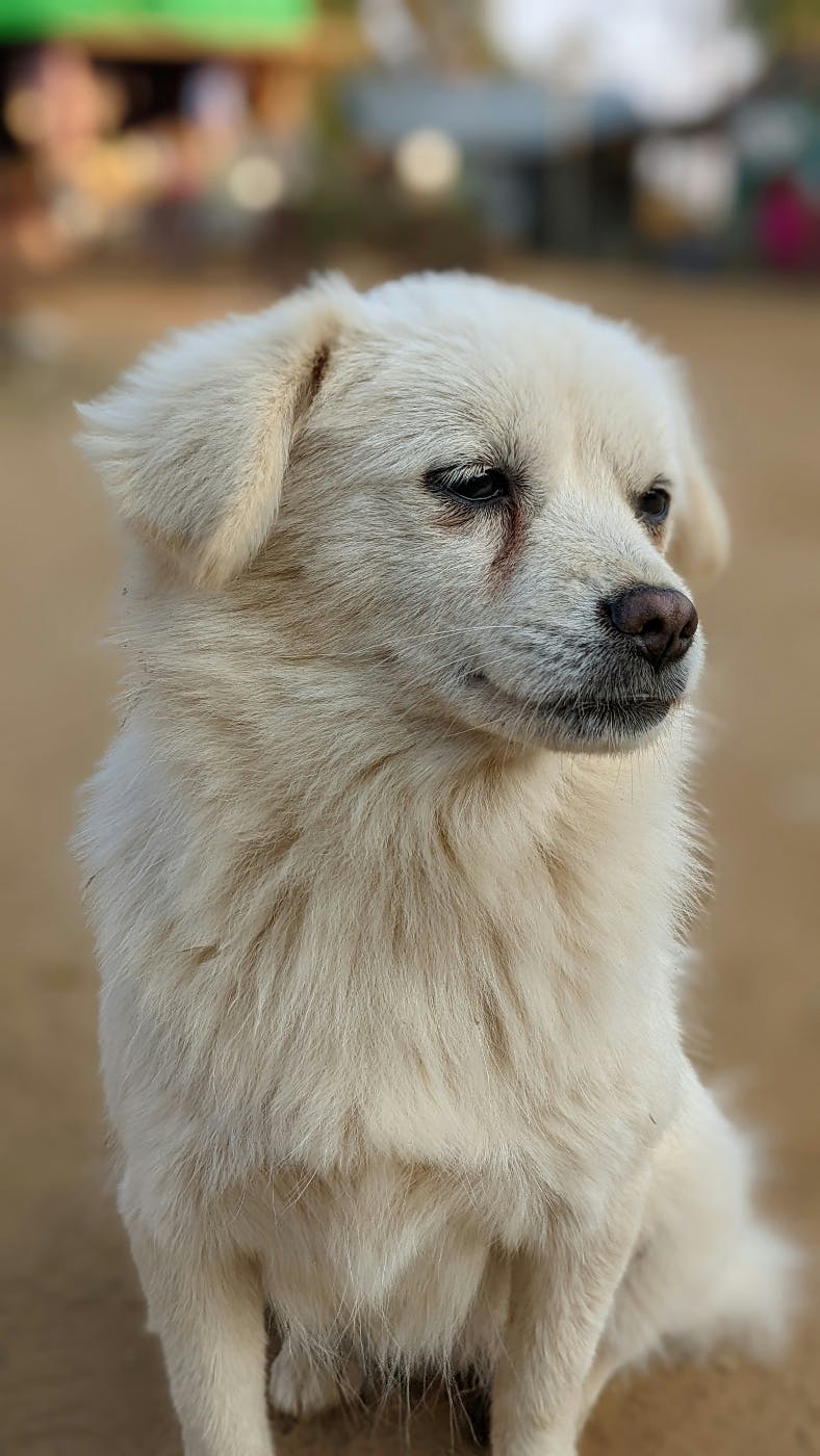 A small white dog