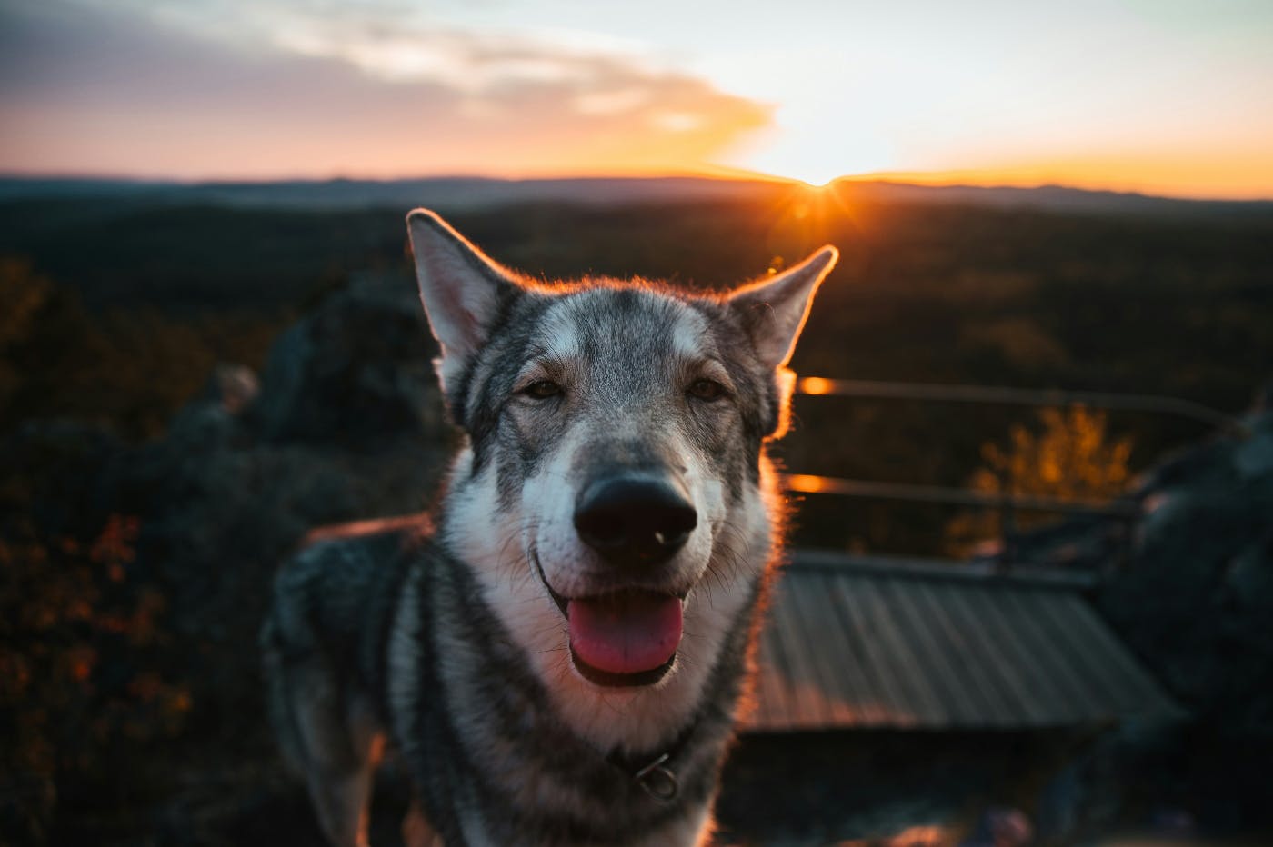 A smiling Husky