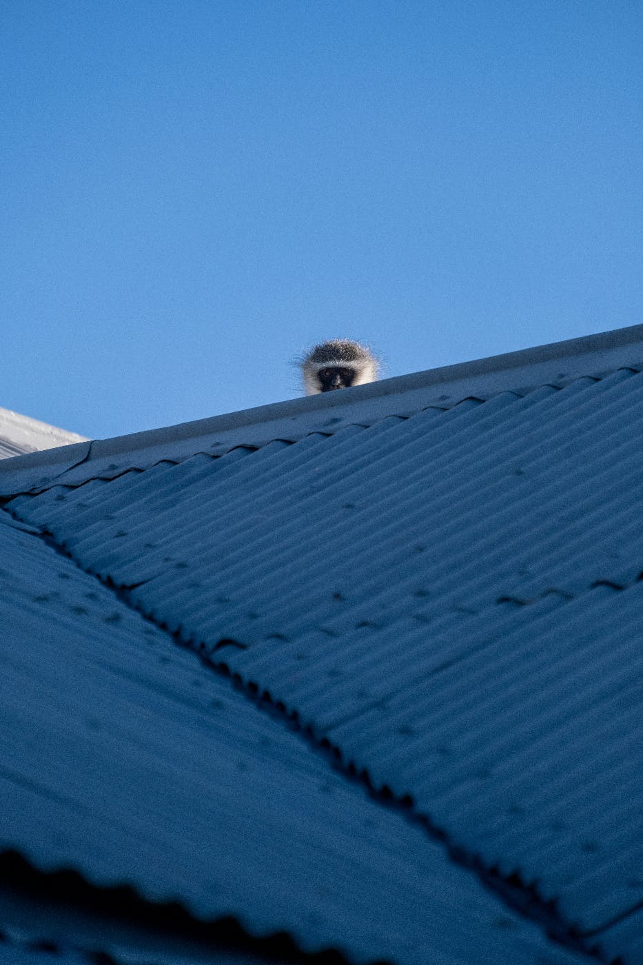 A blue roof and a Colobus monkey peaking over a pitch