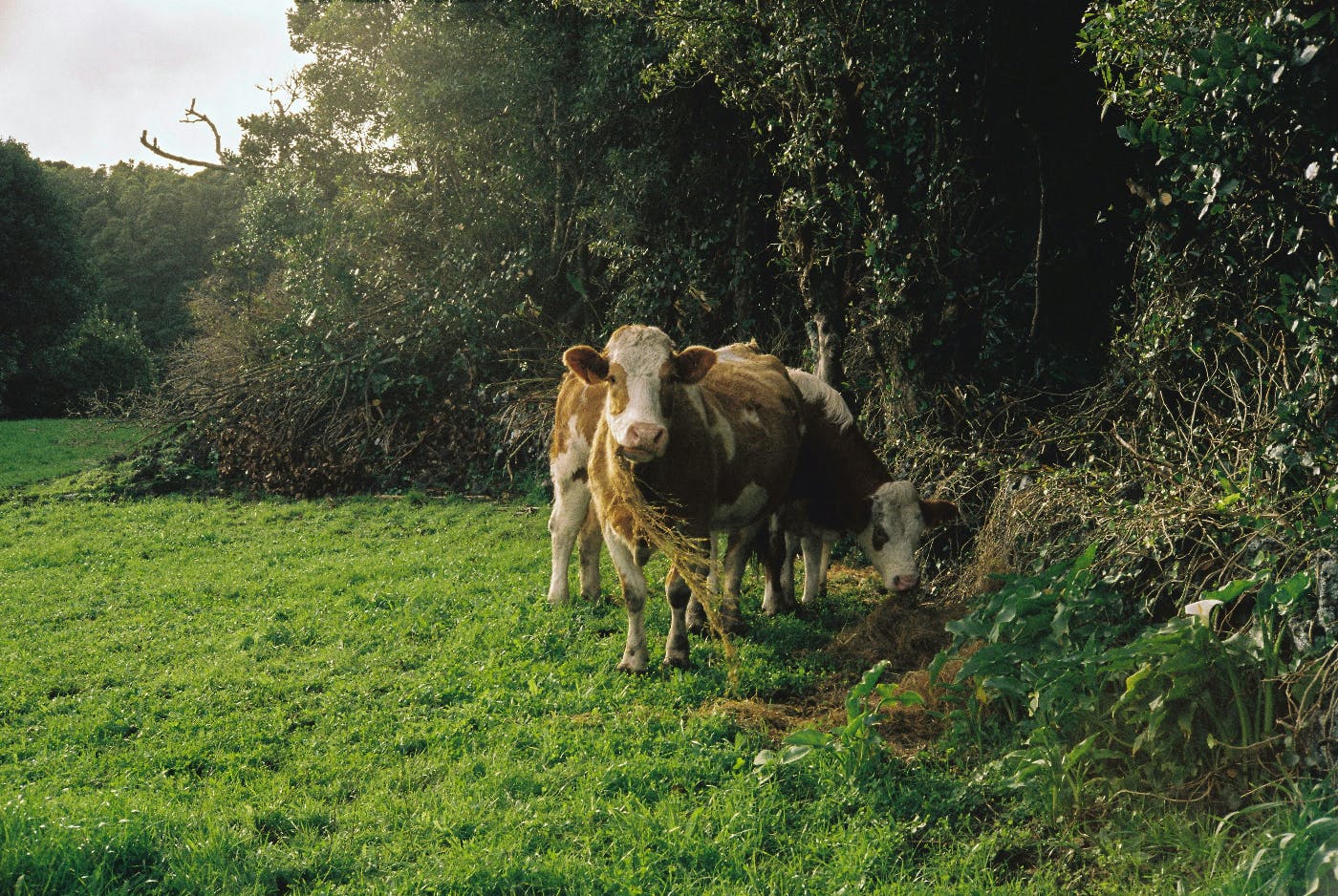 Two cows grazing at the edge of a field