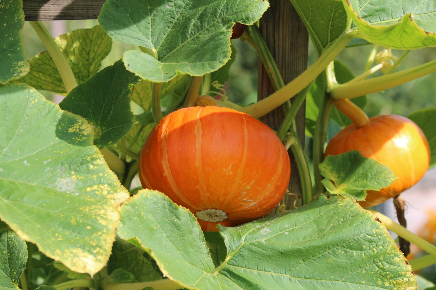 Pumpkins on a vine