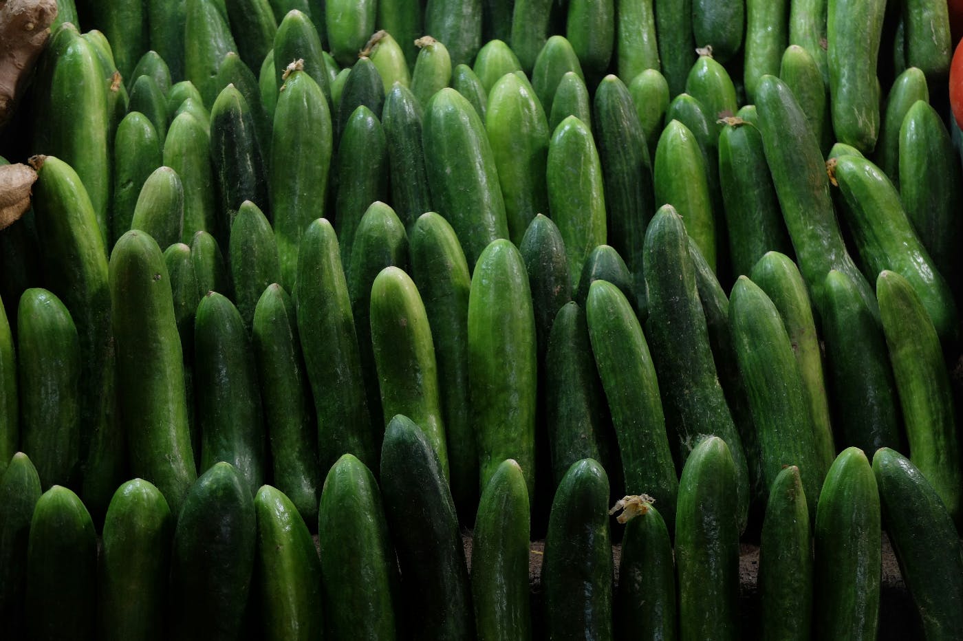 A bunch of cucumbers standing upright