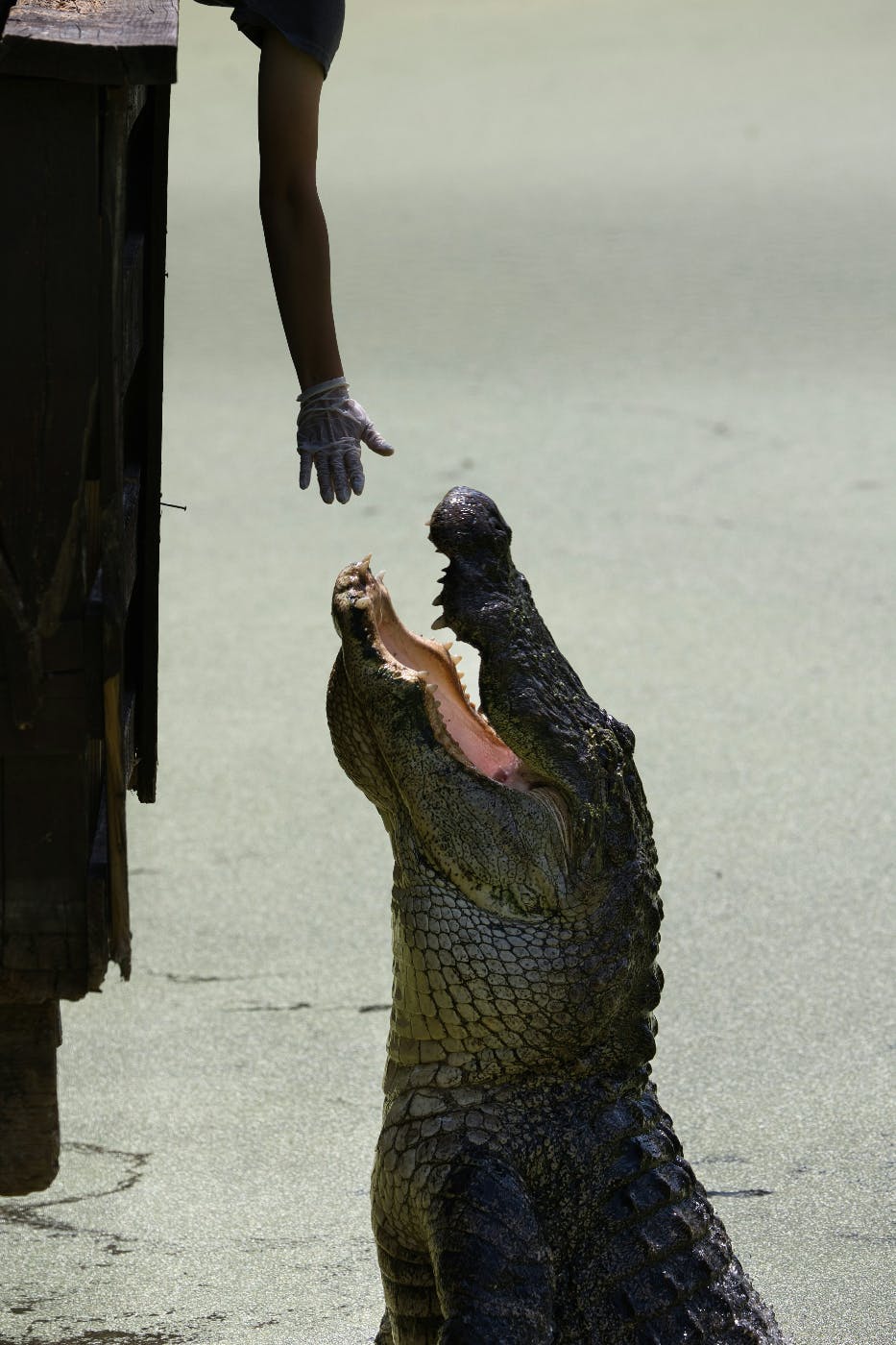 A man reaching his hand toward an alligator that is raining out of the water