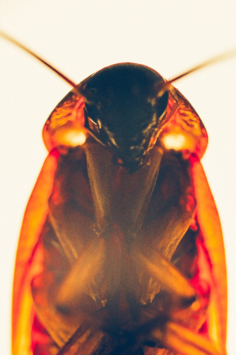 close up of a cockroach