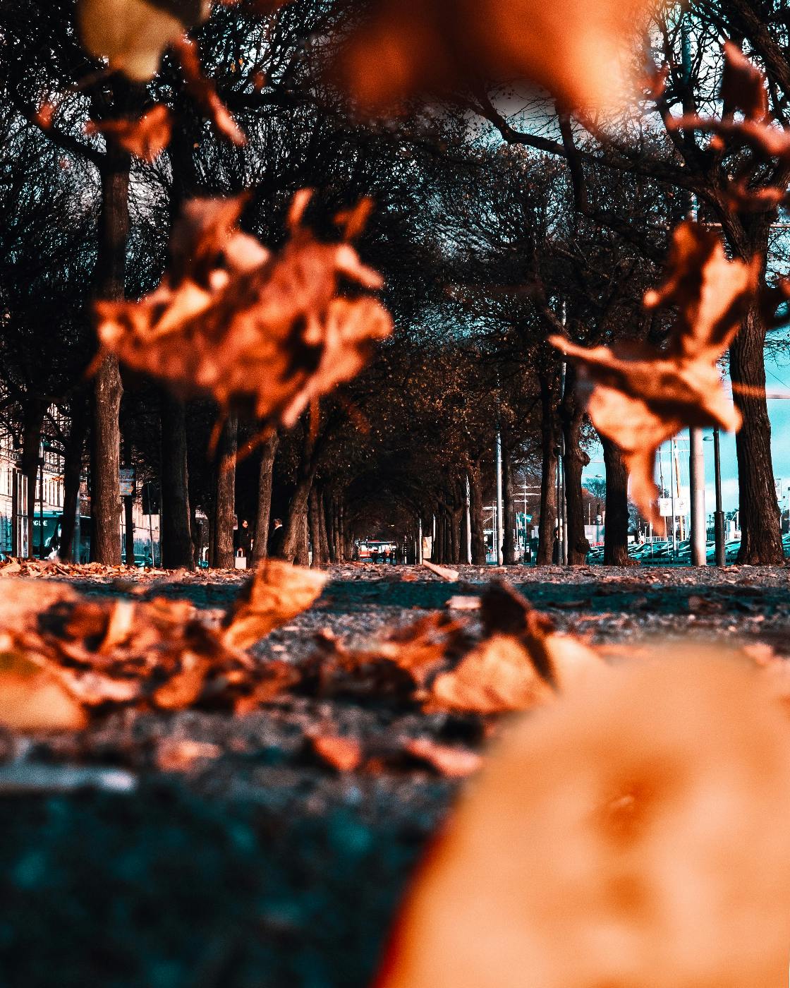 low angle of a tree lined path and dried leaves in the foreground